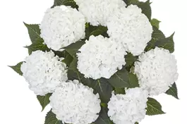 Bauernhortensie 'Ice Boy' - Hydrangea macrophylla 'Ice Boy'