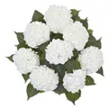 Logo Hortensien24