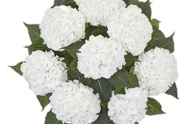 Bauernhortensie 'Ice Boy' - Hydrangea macrophylla 'Ice Boy'