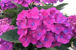 Bauernhortensie 'Schloss Moyland'® lila - Hydrangea macrophylla 'Schloss Moyland'® lila