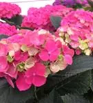 P2001488_1.jpg