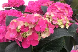 Bauernhortensie 'Schloss Moyland'® rosa - Hydrangea macrophylla 'Schloss Moyland'® rosa