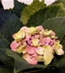 P2001488_3.jpg