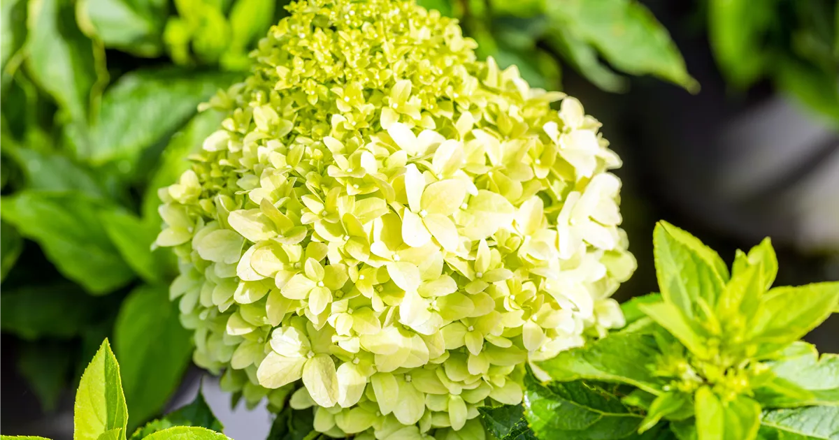 Hydrangea paniculata 'Little Spooky'