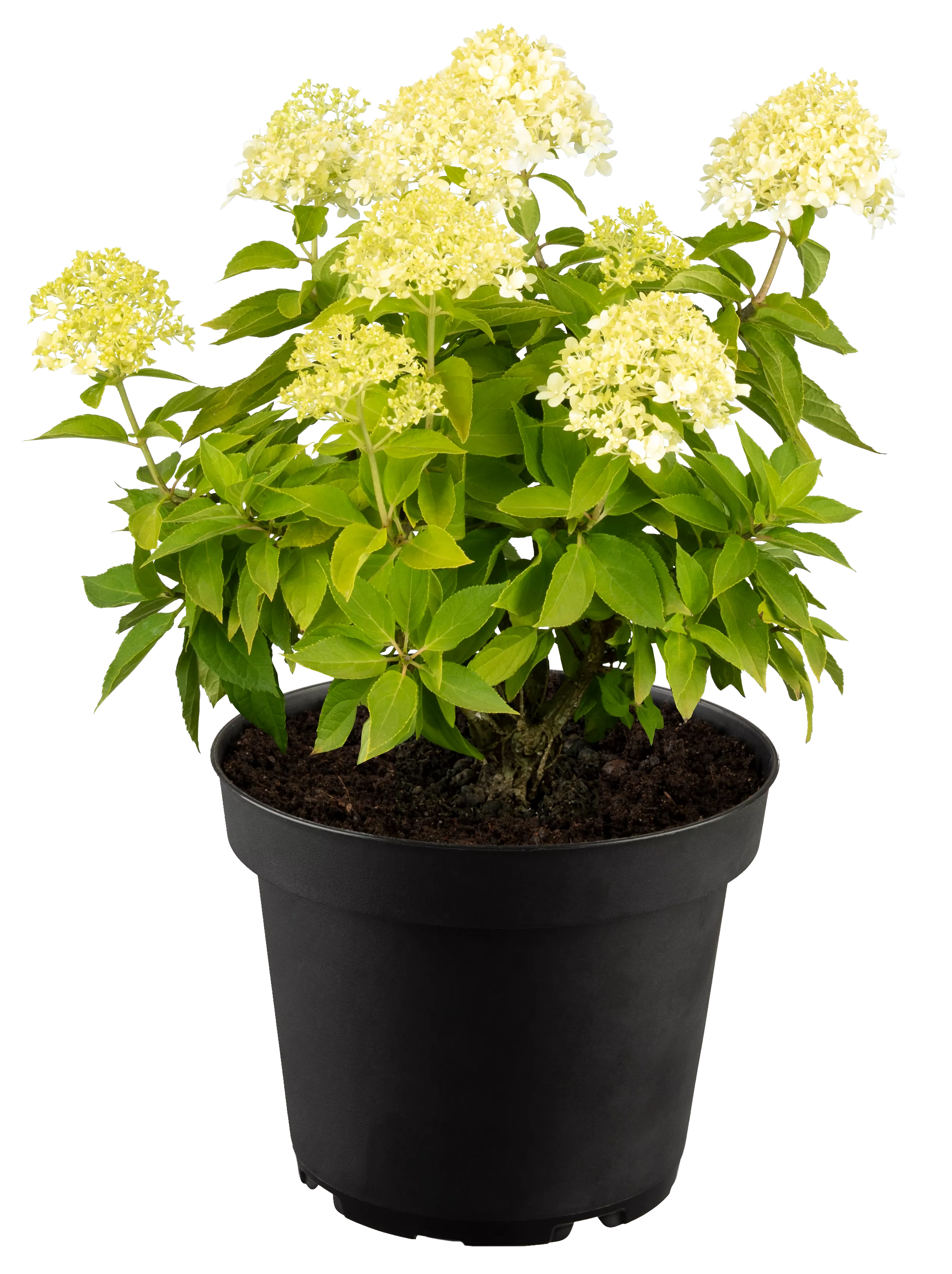 Hydrangea paniculata 'Little Spooky' Hydrangea paniculata 'Little Spooky'
