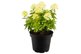Zwerg-Rispenhortensie 'Little Spooky' - Hydrangea paniculata 'Little Spooky'