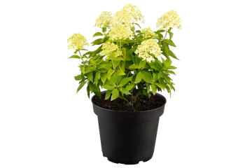 Zwerg-Rispenhortensie 'Little Spooky' - Hydrangea paniculata 'Little Spooky'