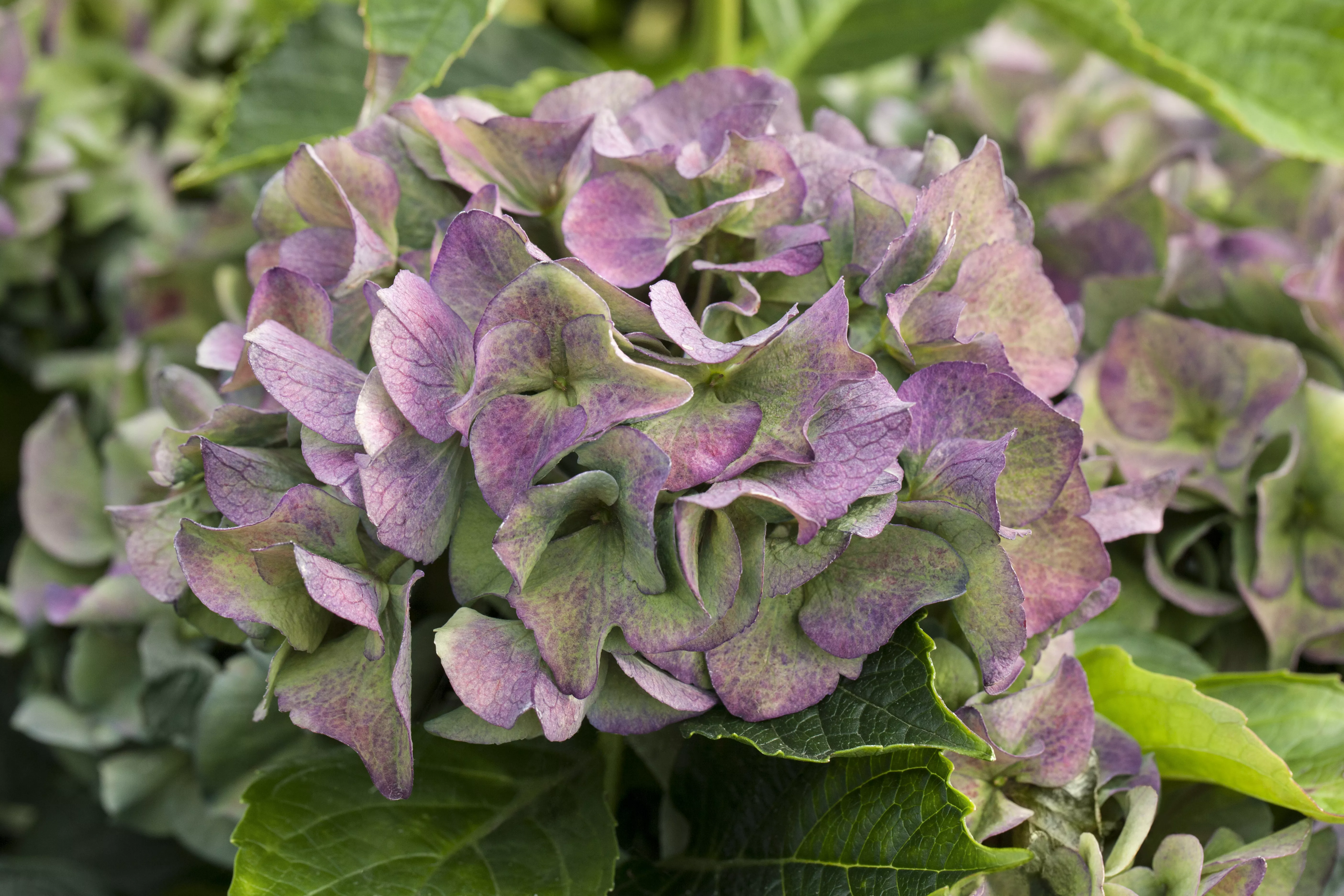 Hydrangea macrophylla 'Early Blue' ® Hydrangea macrophylla 'Early Blue' ®