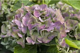 Gartenhortensie 'Early Blue' - Hydrangea macrophylla 'Early Blue' ®