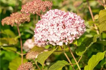 Ballhortensie 'Pink Percussion' - Hydrangea arborescens 'Pink Percussion'