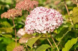 Ballhortensie 'Pink Percussion' - Hydrangea arborescens 'Pink Percussion'