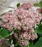 P2000867_1.jpg
