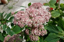 Ballhortensie 'Pink Percussion' - Hydrangea arbor.'Pink Percussion'