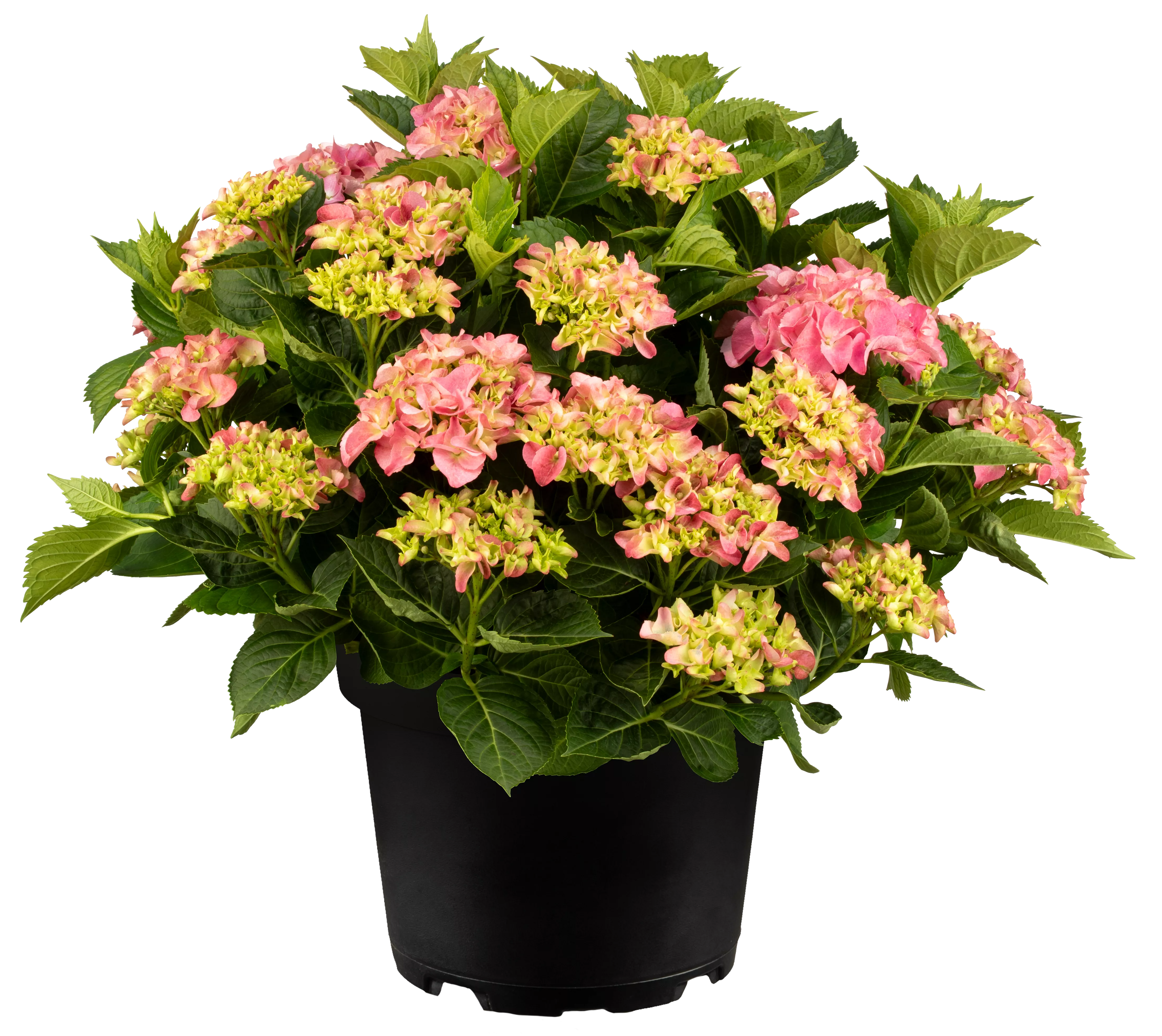 Hydrangea macrophylla 'Early Pink' ® Hydrangea macrophylla 'Early Pink' ®
