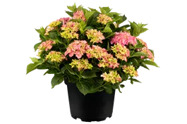 Bauernhortensie 'Early Pink' ® - Hydrangea macrophylla 'Early Pink' ®