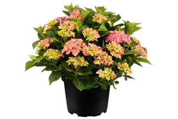 Hydrangea macrophylla 'Early Pink' ® Hydrangea macrophylla 'Early Pink' ®
