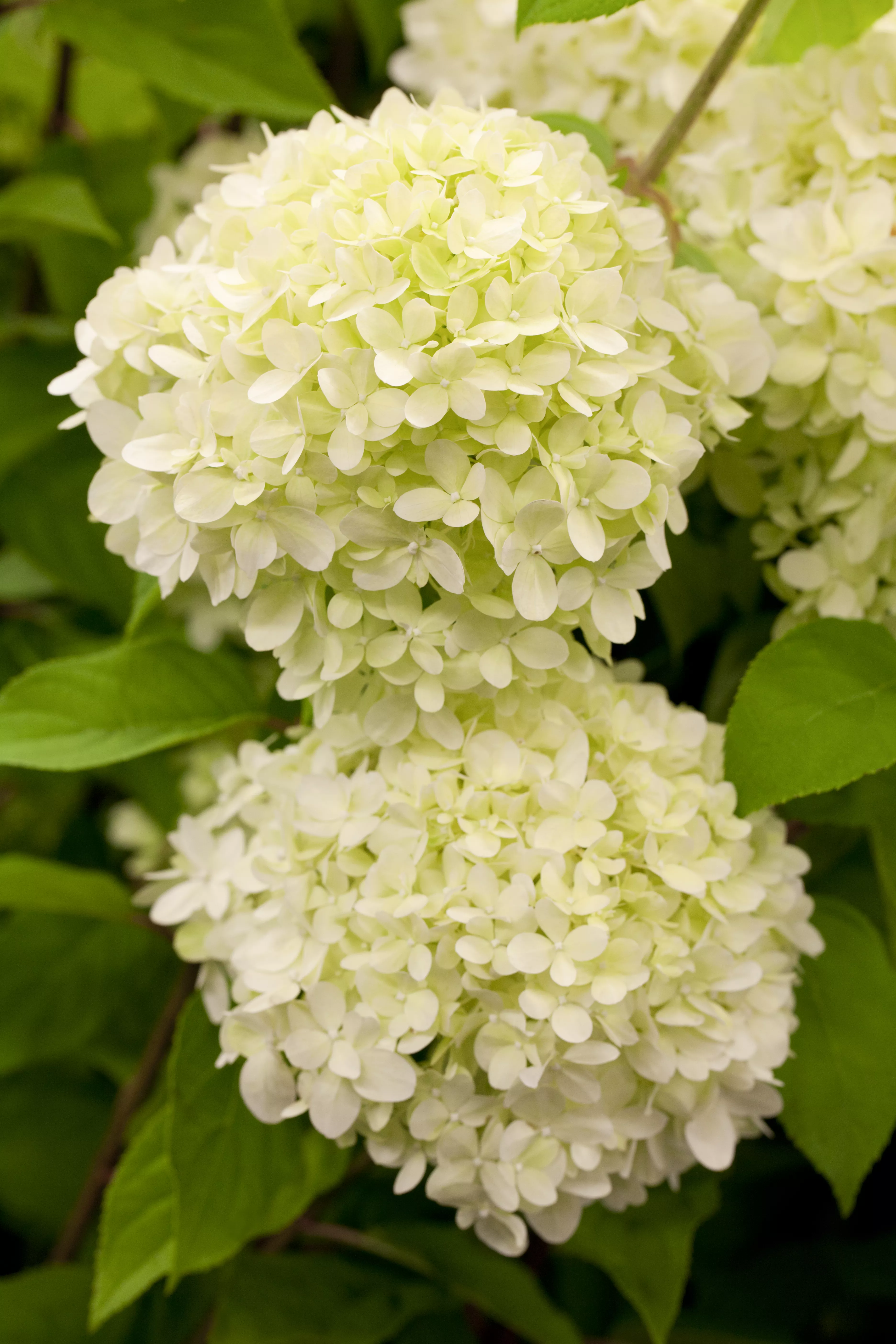 Hydrangea paniculata 'Limelight' ® Hydrangea paniculata 'Limelight' ®