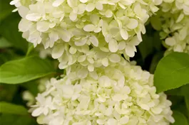 Rispenhortensie 'Limelight' ® Premiumgehölz - Hydrangea paniculata 'Limelight' ®