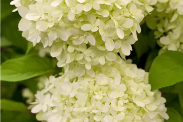 Rispenhortensie 'Limelight' ® Premiumgehölz - Hydrangea paniculata 'Limelight' ®