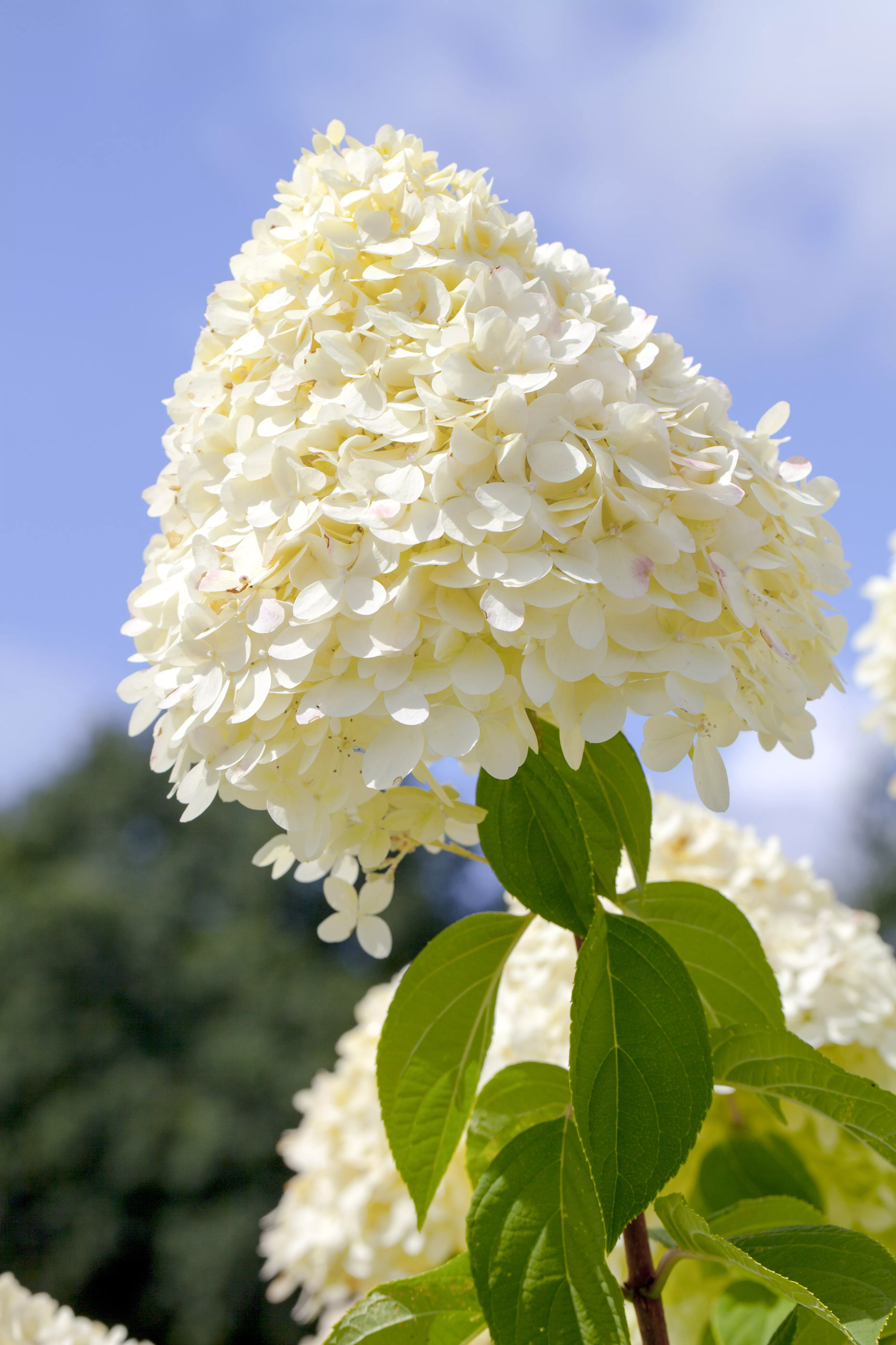 Hydrangea paniculata 'Limelight' ®
