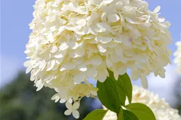 Rispenhortensie 'Limelight' ® Premiumgehölz - Hydrangea paniculata 'Limelight' ®