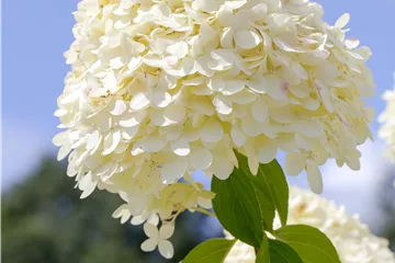 Rispenhortensie 'Limelight' ® Premiumgehölz - Hydrangea paniculata 'Limelight' ®