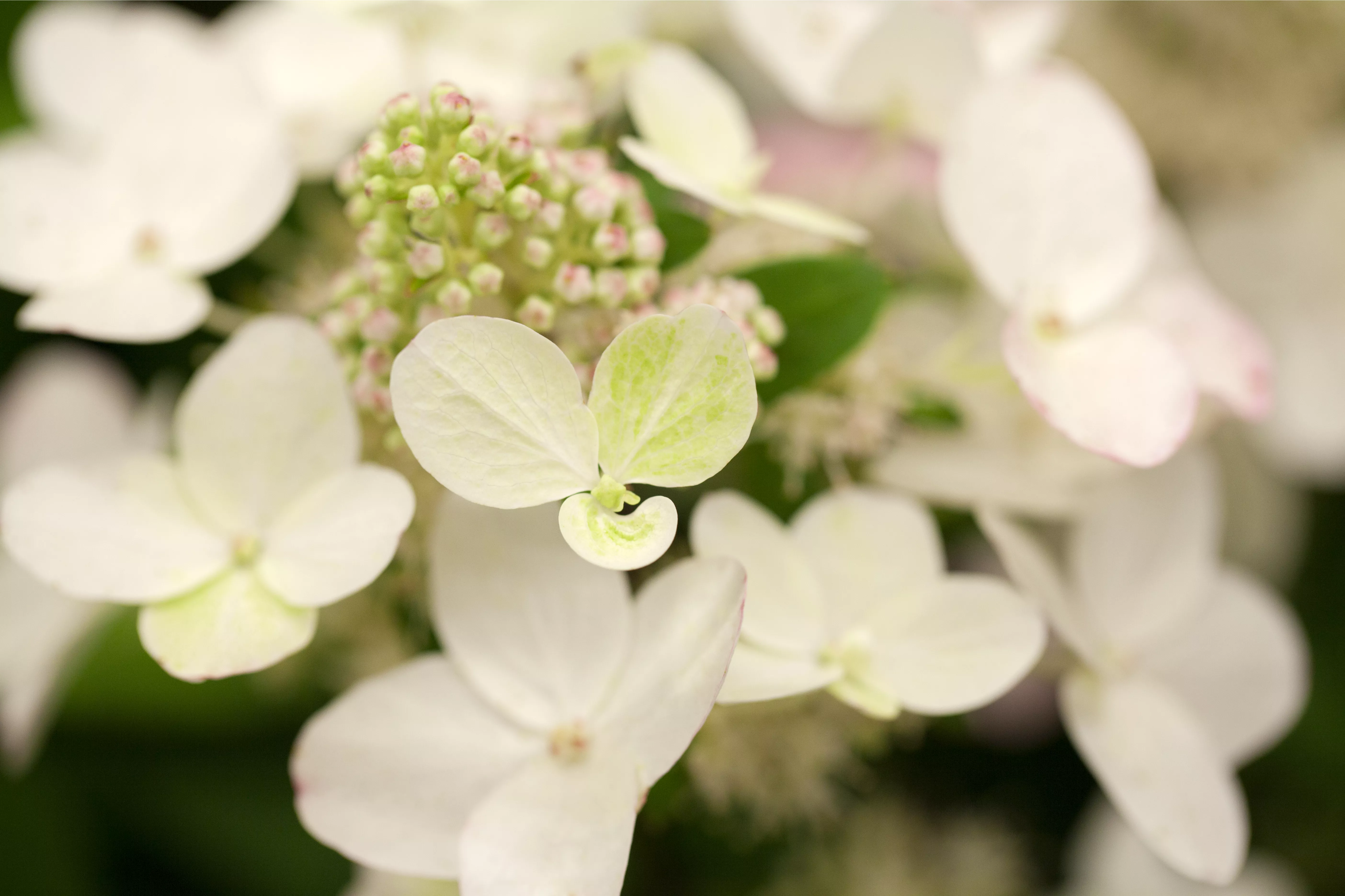 Hydrangea paniculata 'Magical Fire' ® Hydrangea paniculata 'Magical Fire' ®