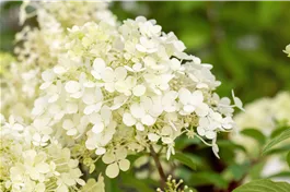 Rispenhortensie 'Bobo' ® - Hydrangea paniculata 'Bobo' ®