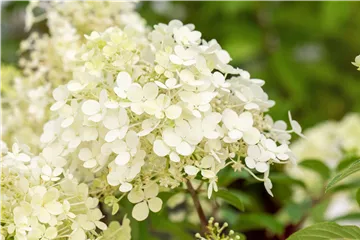 Rispenhortensie 'Bobo' ® - Hydrangea paniculata 'Bobo' ®