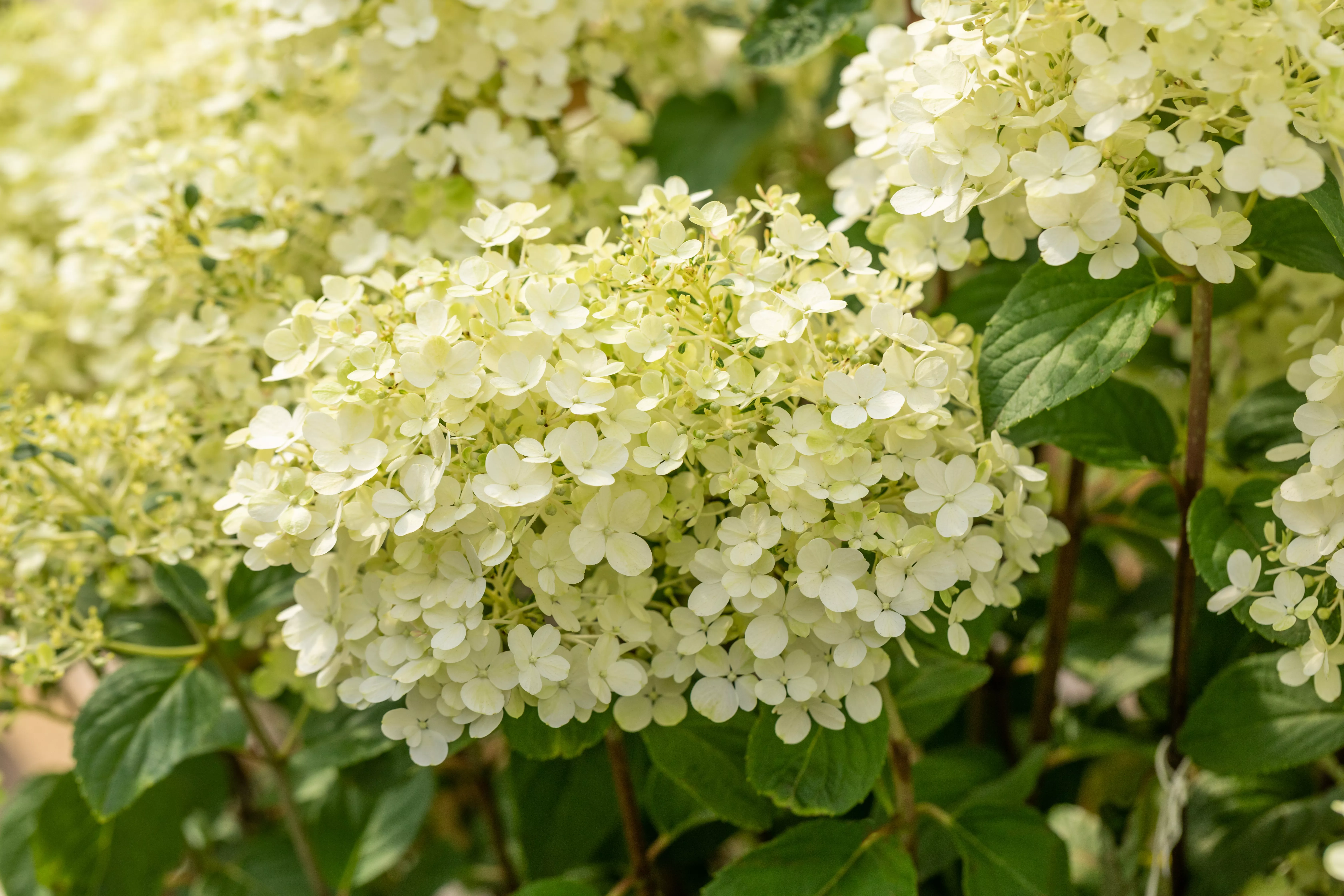 Hydrangea paniculata 'Bobo' ® Hydrangea paniculata 'Bobo' ®