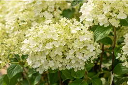 Rispenhortensie 'Bobo' ® - Hydrangea paniculata 'Bobo' ®