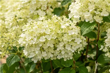 Rispenhortensie 'Bobo' ® - Hydrangea paniculata 'Bobo' ®