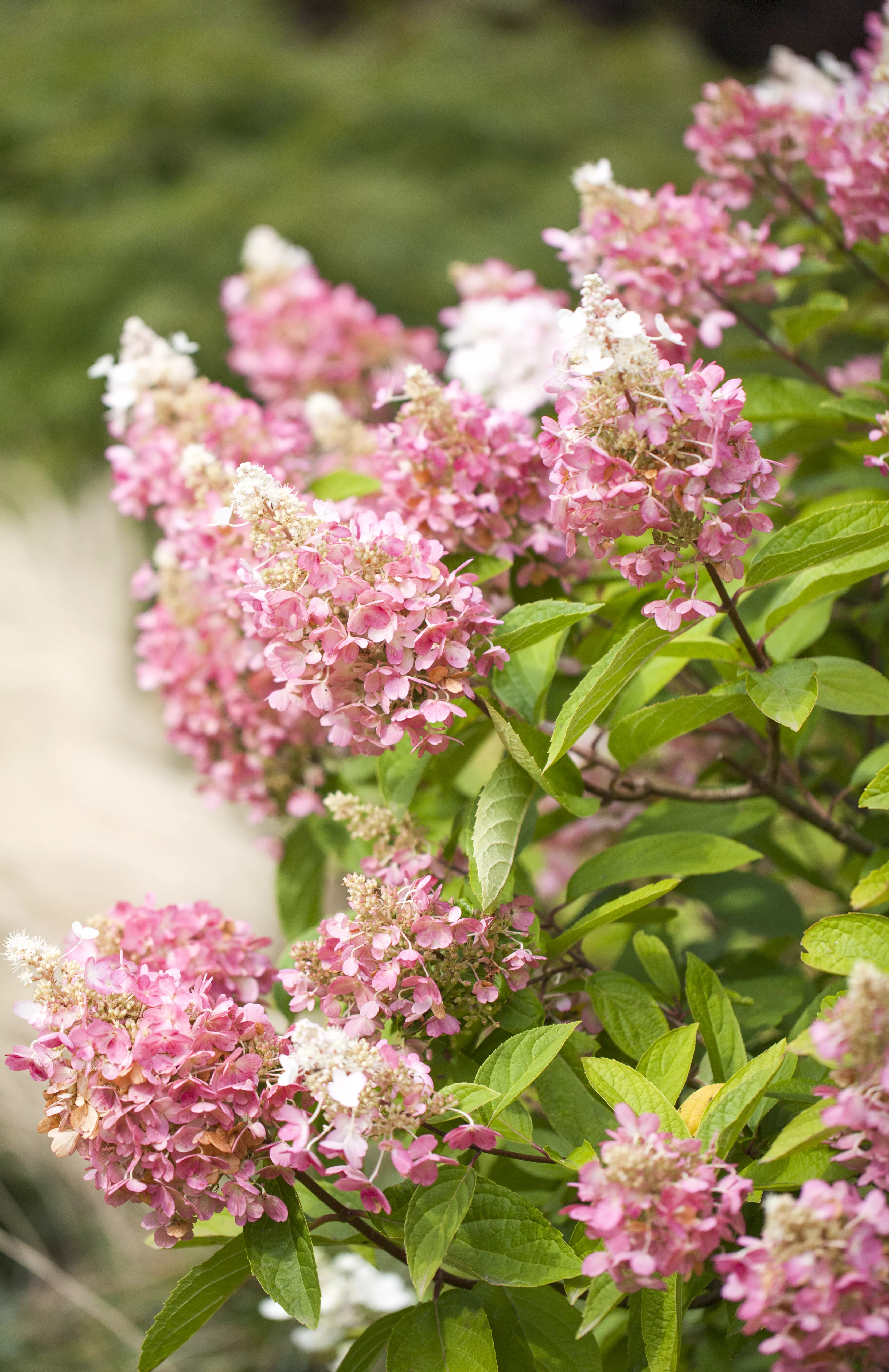 Hydrangea paniculata 'Pinky Winky' ® Hydrangea paniculata 'Pinky Winky' ®