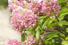 Rispenhortensie 'Pinky Winky' ® Premiumgehölz - Hydrangea paniculata 'Pinky Winky' ®
