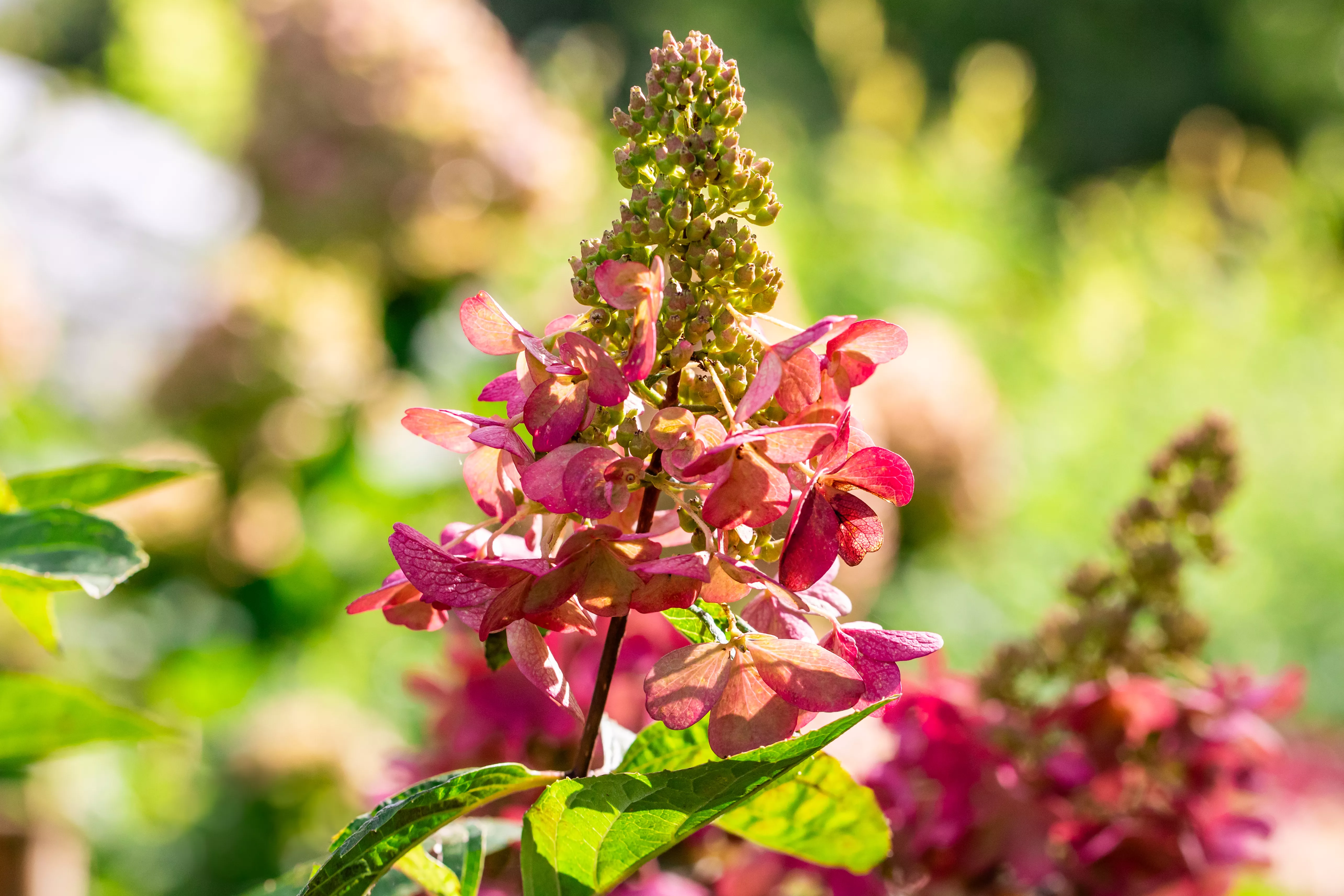 Hydrangea paniculata 'Candlelight' ®