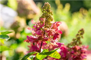 Rispenhortensie 'Candlelight' ® Premiumgehölz - Hydrangea paniculata 'Candlelight' ®