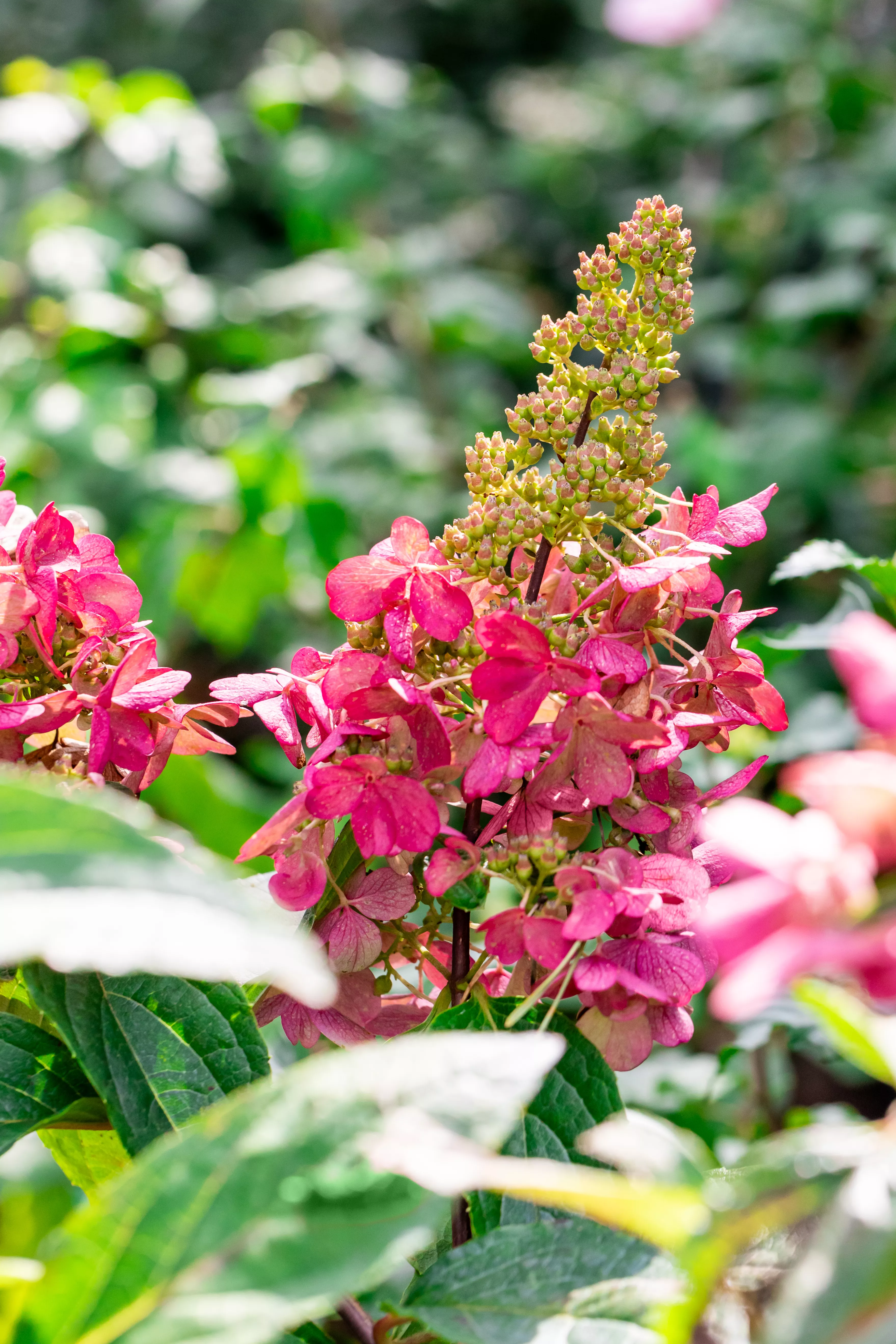 Hydrangea paniculata 'Candlelight' ®
