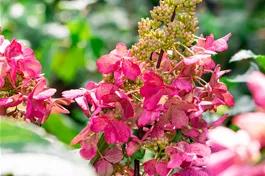 Rispenhortensie 'Candlelight'® - Hydrangea paniculata 'Candlelight' ®