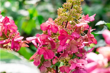 Hydrangea paniculata 'Candlelight' ®