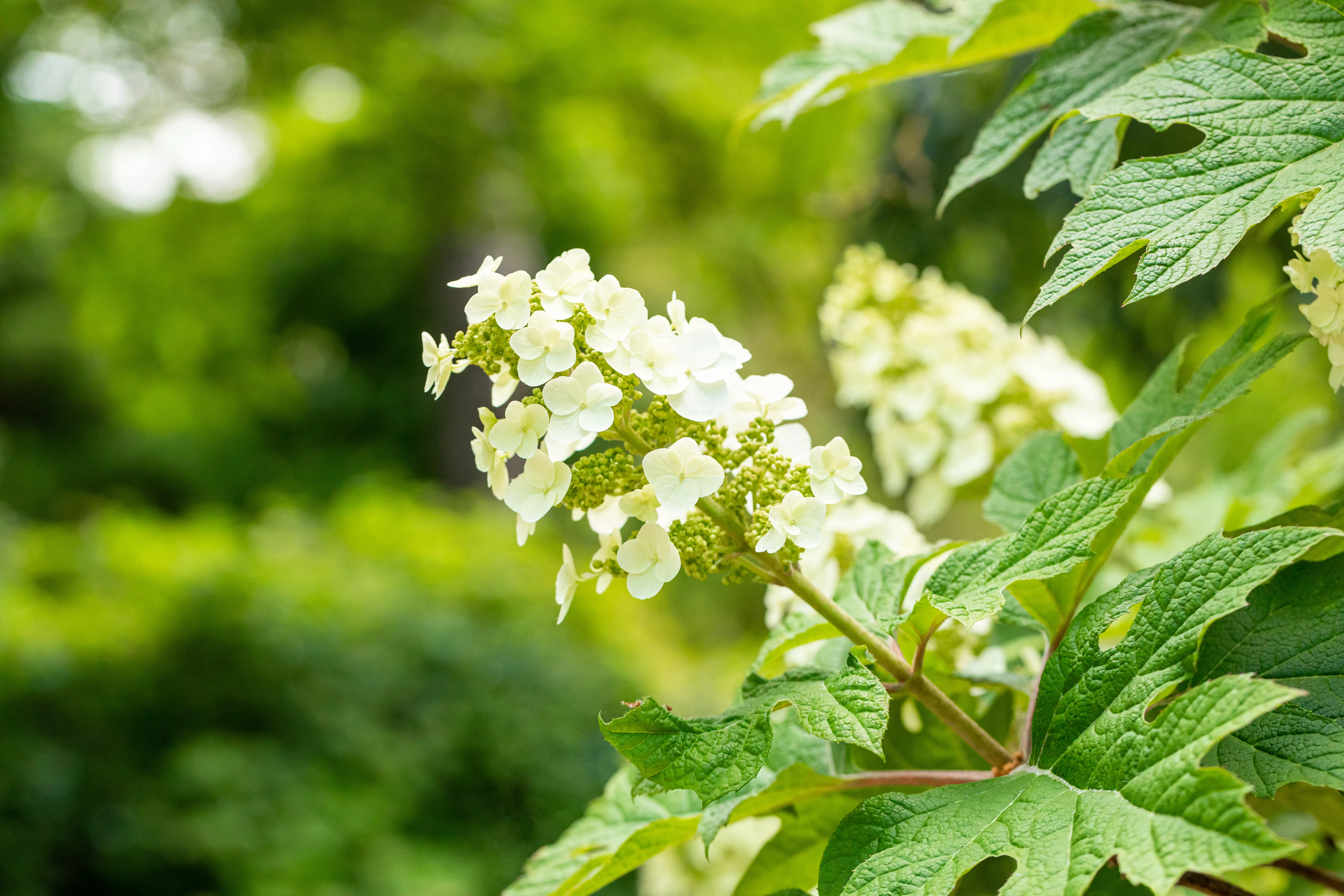 Hydrangea quercifolia 'Ice Crystal' ®