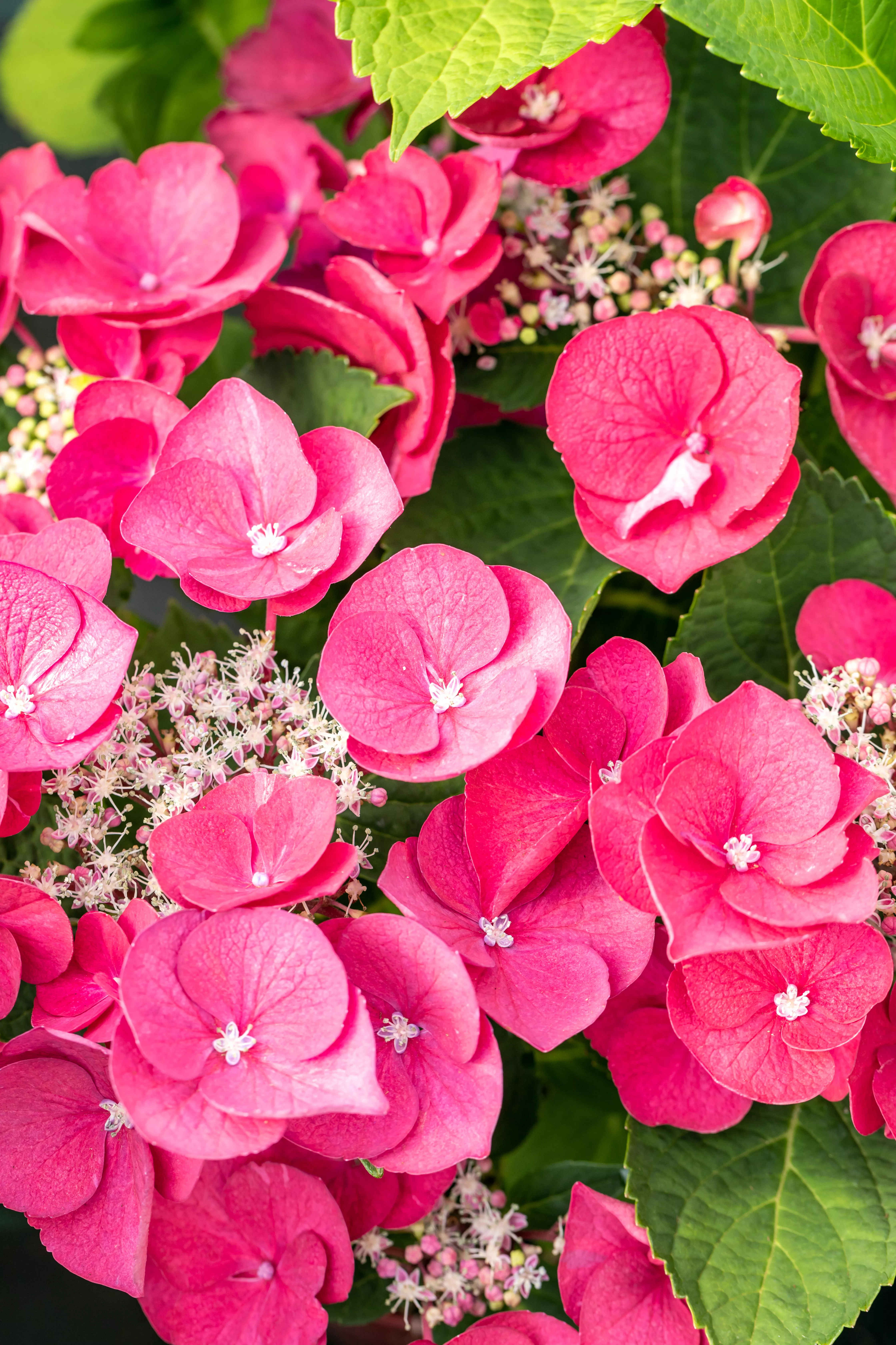 Hydrangea macrophylla 'Cherry Explosion' ®