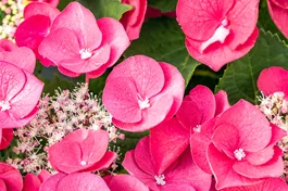 Tellerhortensie 'Cherry Explosion'® - Hydrangea macrophylla 'Cherry Explosion' ®