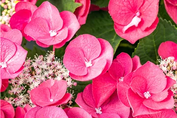 Tellerhortensie 'Cherry Explosion'® - Hydrangea macrophylla 'Cherry Explosion' ®