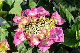 Tellerhortensie 'Blaumeise' rosa - Hydrangea macrophylla 'Blaumeise' rosa