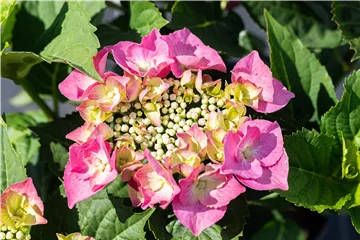 Tellerhortensie 'Blaumeise' rosa - Hydrangea macrophylla 'Blaumeise' rosa