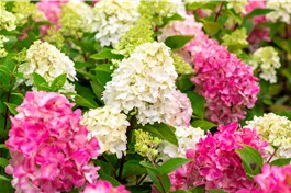 Rispenhortensie 'Bloody Marie' - Hydrangea paniculata 'Bloody Marie'