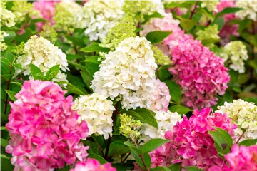 Rispenhortensie 'Bloody Marie' - Hydrangea paniculata 'Bloody Marie'