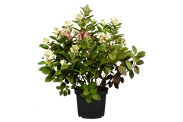 Rispenhortensie 'Little Quick Fire' -R- - Hydrangea paniculata 'Little Quick Fire'