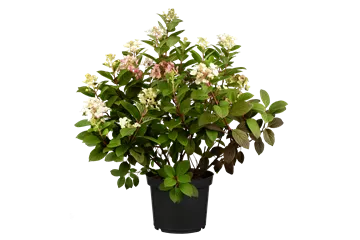 Rispenhortensie 'Little Quick Fire' -R- - Hydrangea paniculata 'Little Quick Fire'