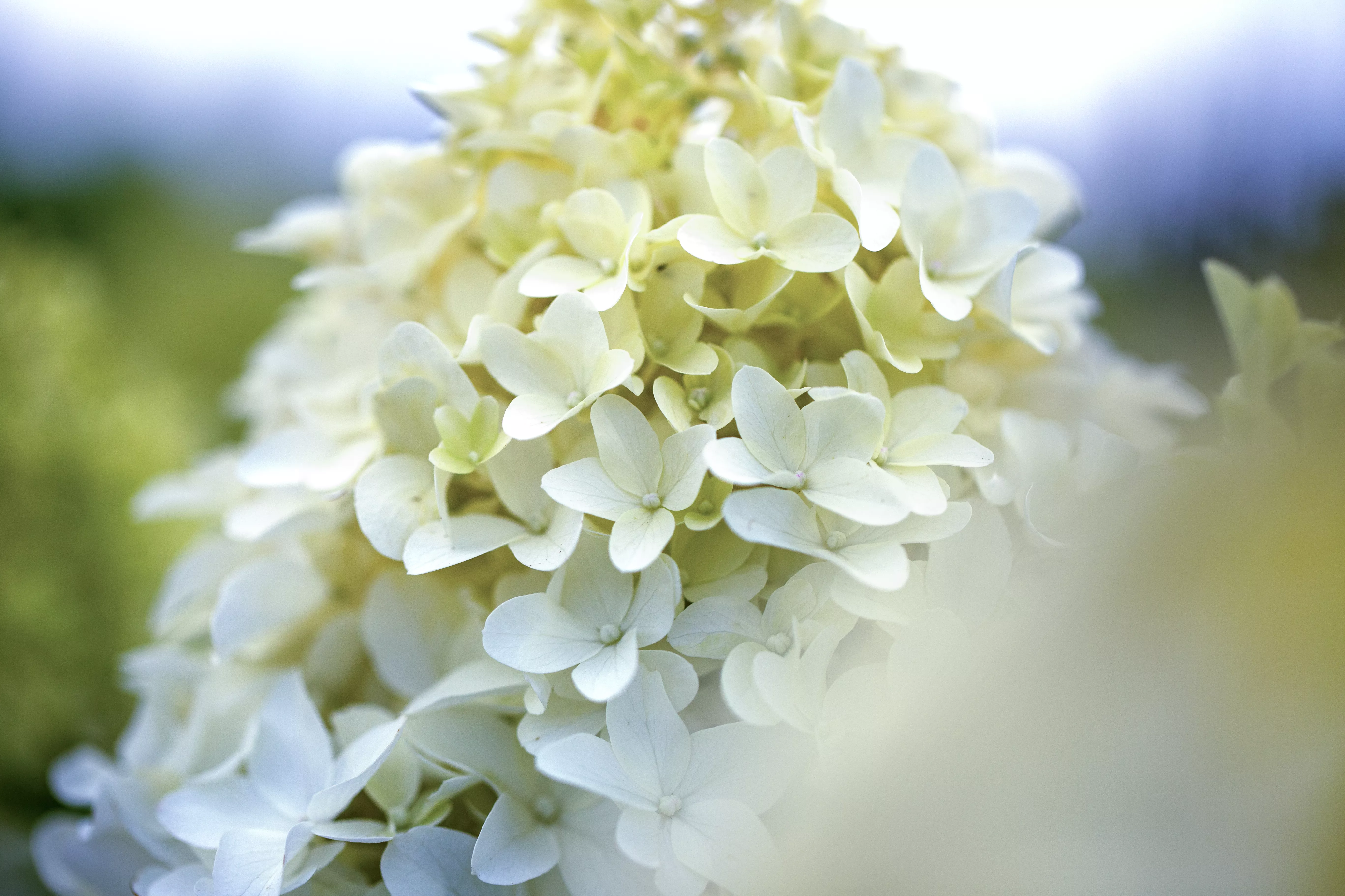 Hydrangea paniculata 'Skyfall'®